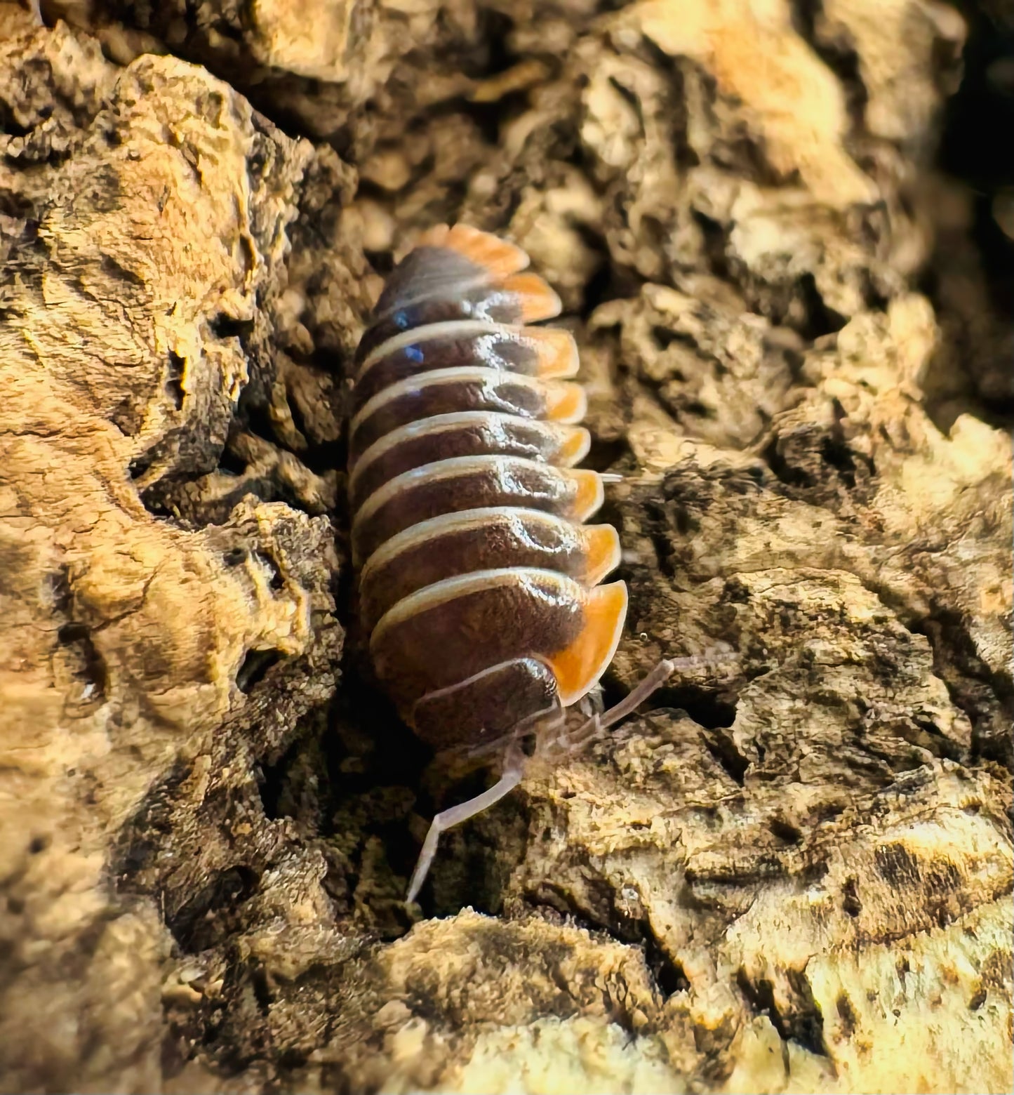 Armadillidium albomarginatum