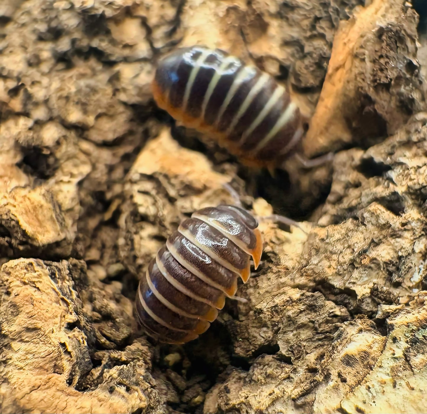 Armadillidium albomarginatum