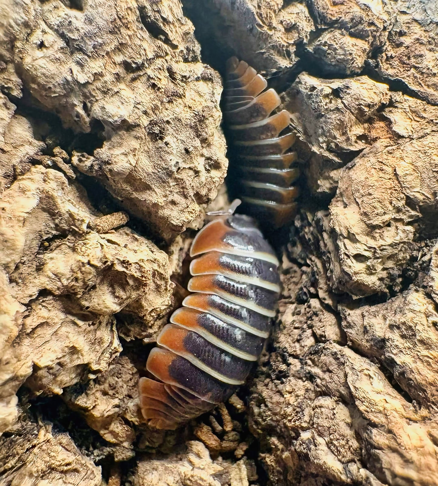 Armadillidium albomarginatum
