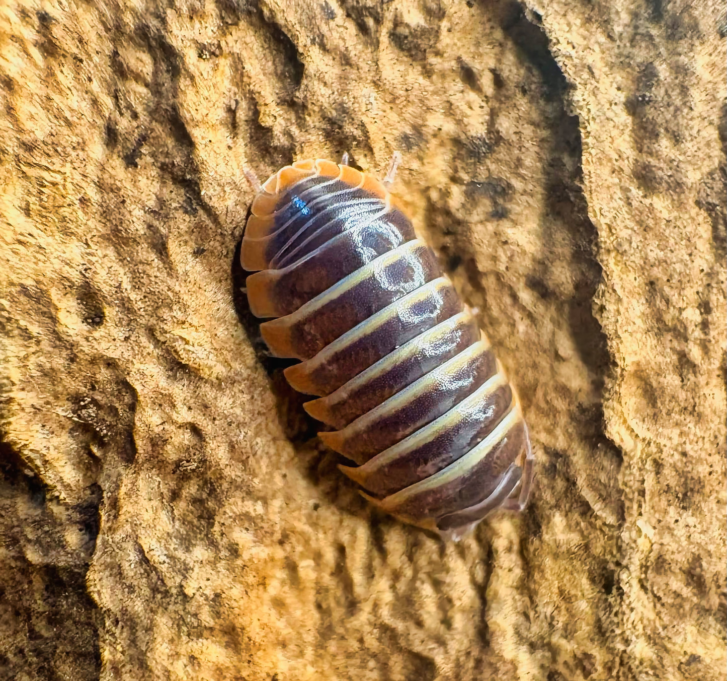 Armadillidium albomarginatum