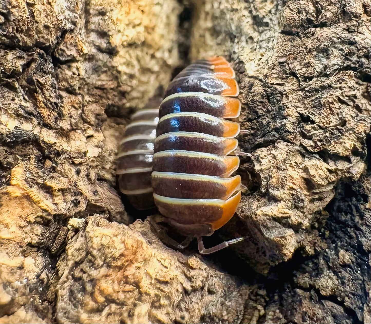 Armadillidium albomarginatum
