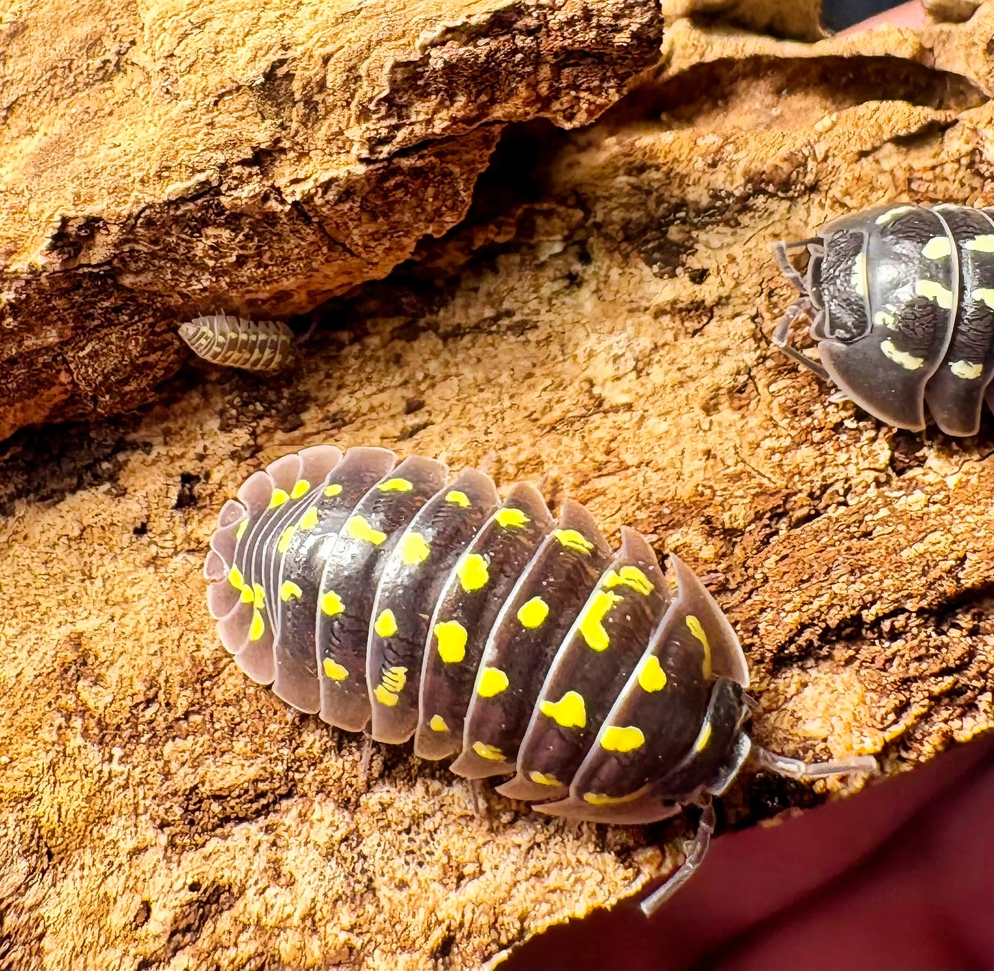 Armadillidium gestroi (yellow spotted isopod)