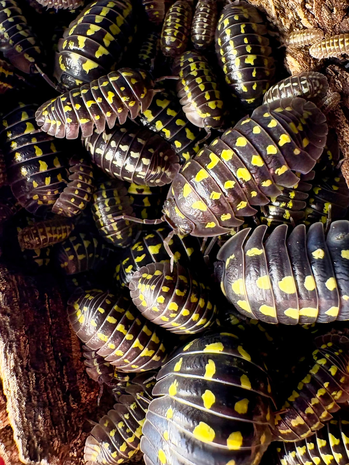Armadillidium gestroi (yellow spotted isopod)
