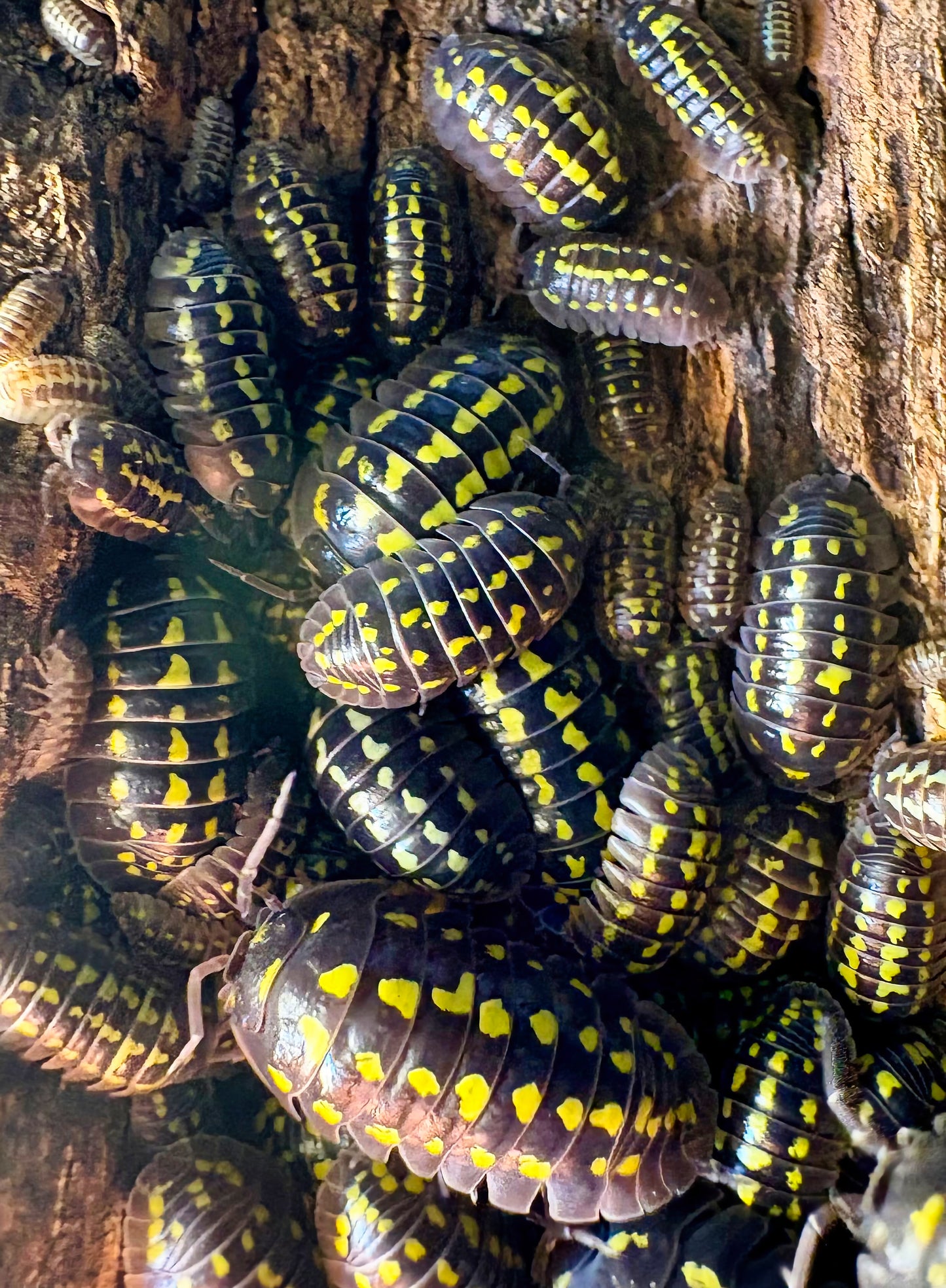 Armadillidium gestroi (yellow spotted isopod)