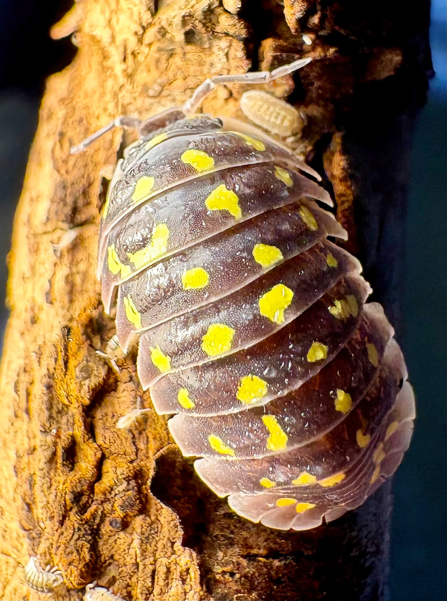 Armadillidium gestroi (yellow spotted isopod)