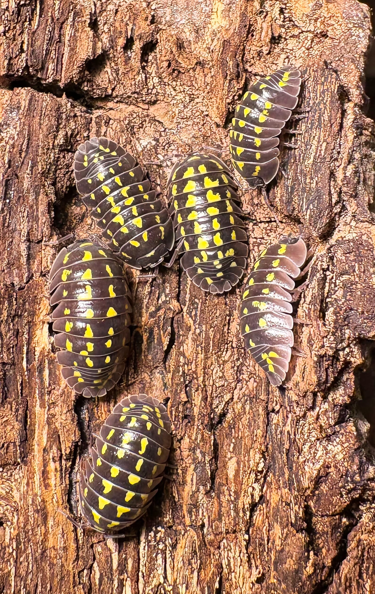 Armadillidium gestroi (yellow spotted isopod)