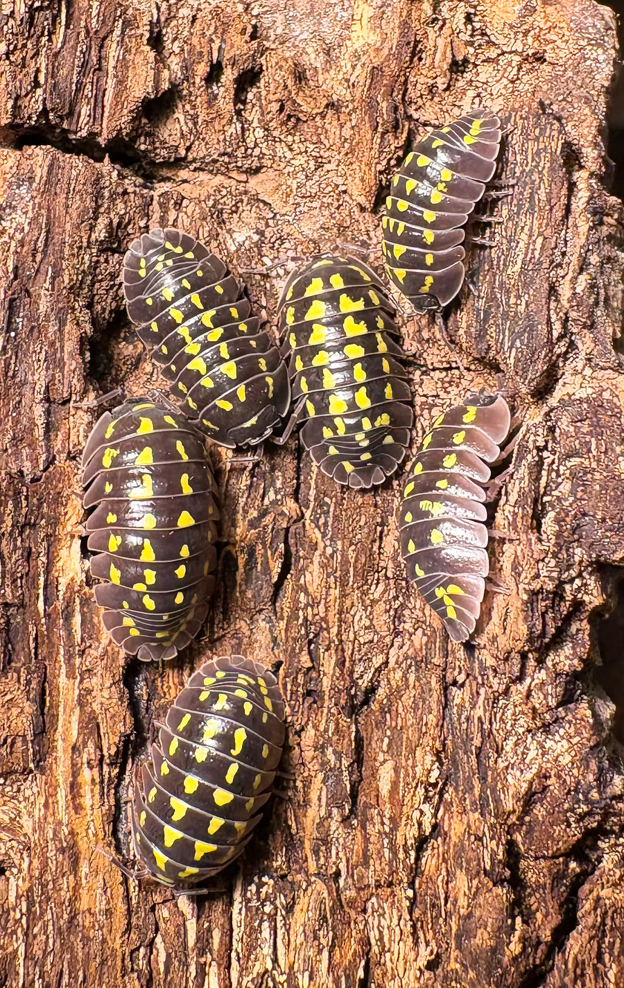 Armadillidium gestroi