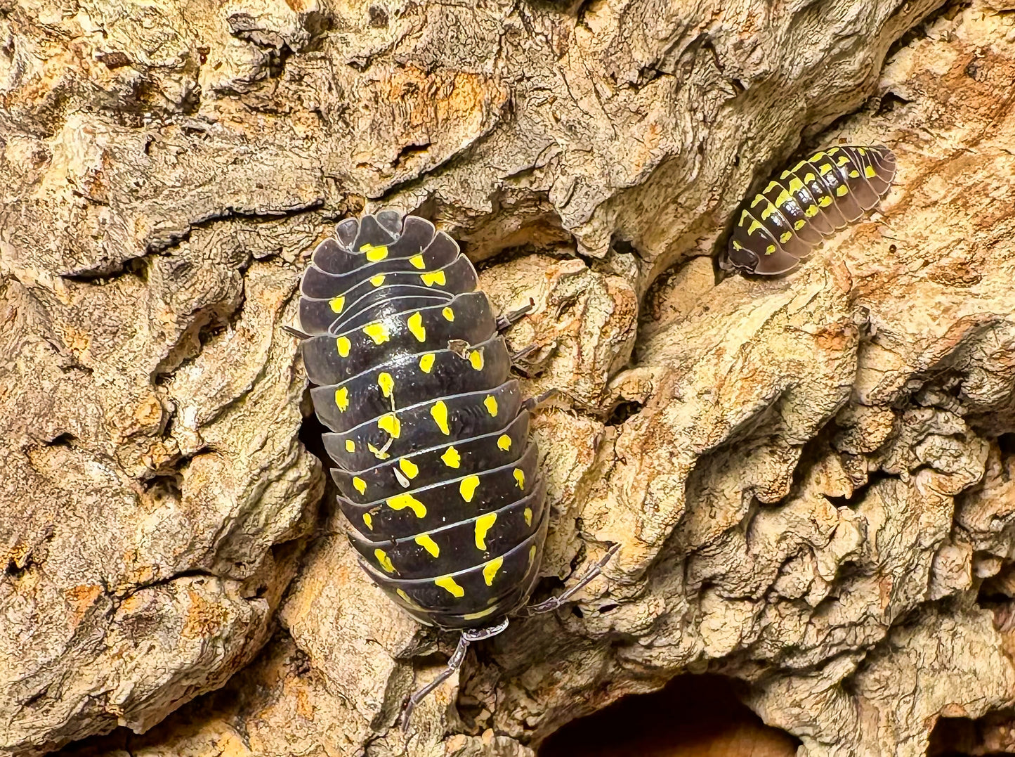 Armadillidium gestroi (yellow spotted isopod)