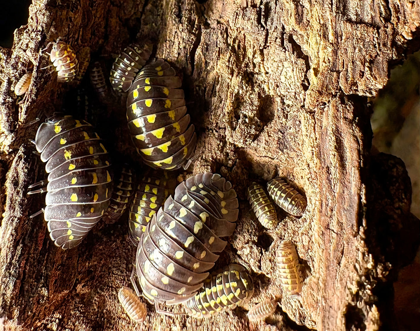 Armadillidium gestroi (yellow spotted isopod)