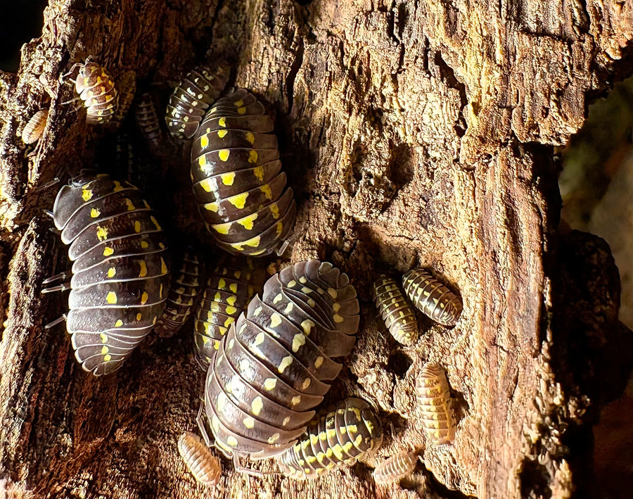 Armadillidium gestroi