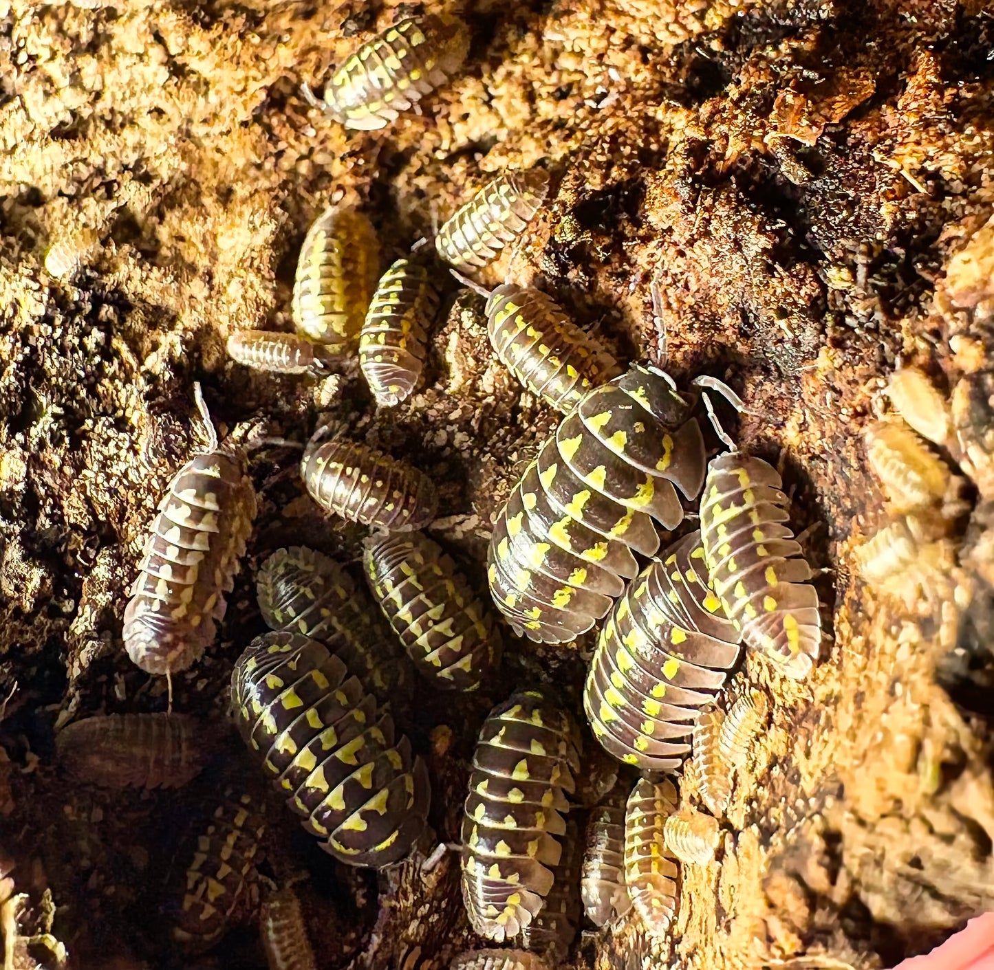 Armadillidium gestroi (yellow spotted isopod)