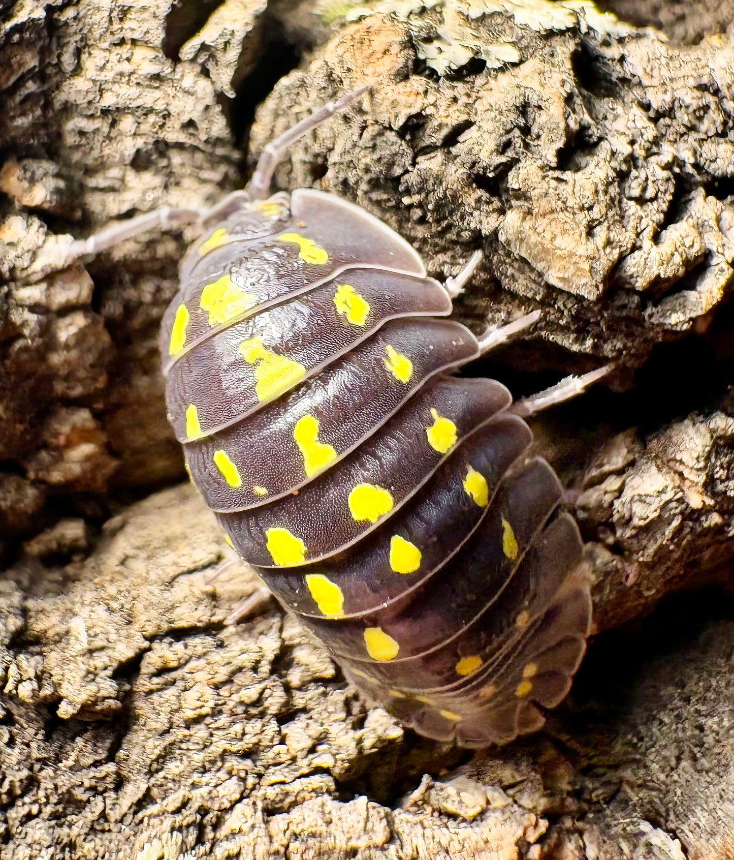 Armadillidium gestroi (yellow spotted isopod)