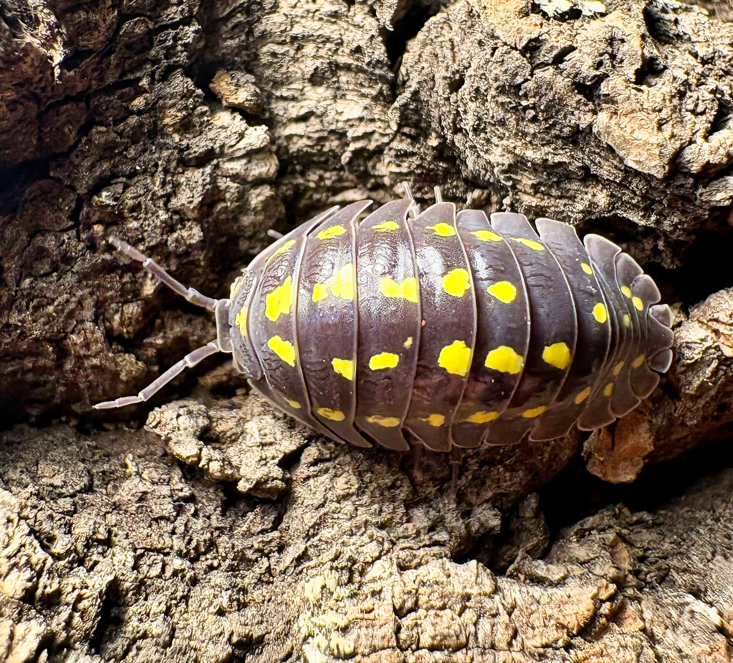 Armadillidium gestroi (yellow spotted isopod)