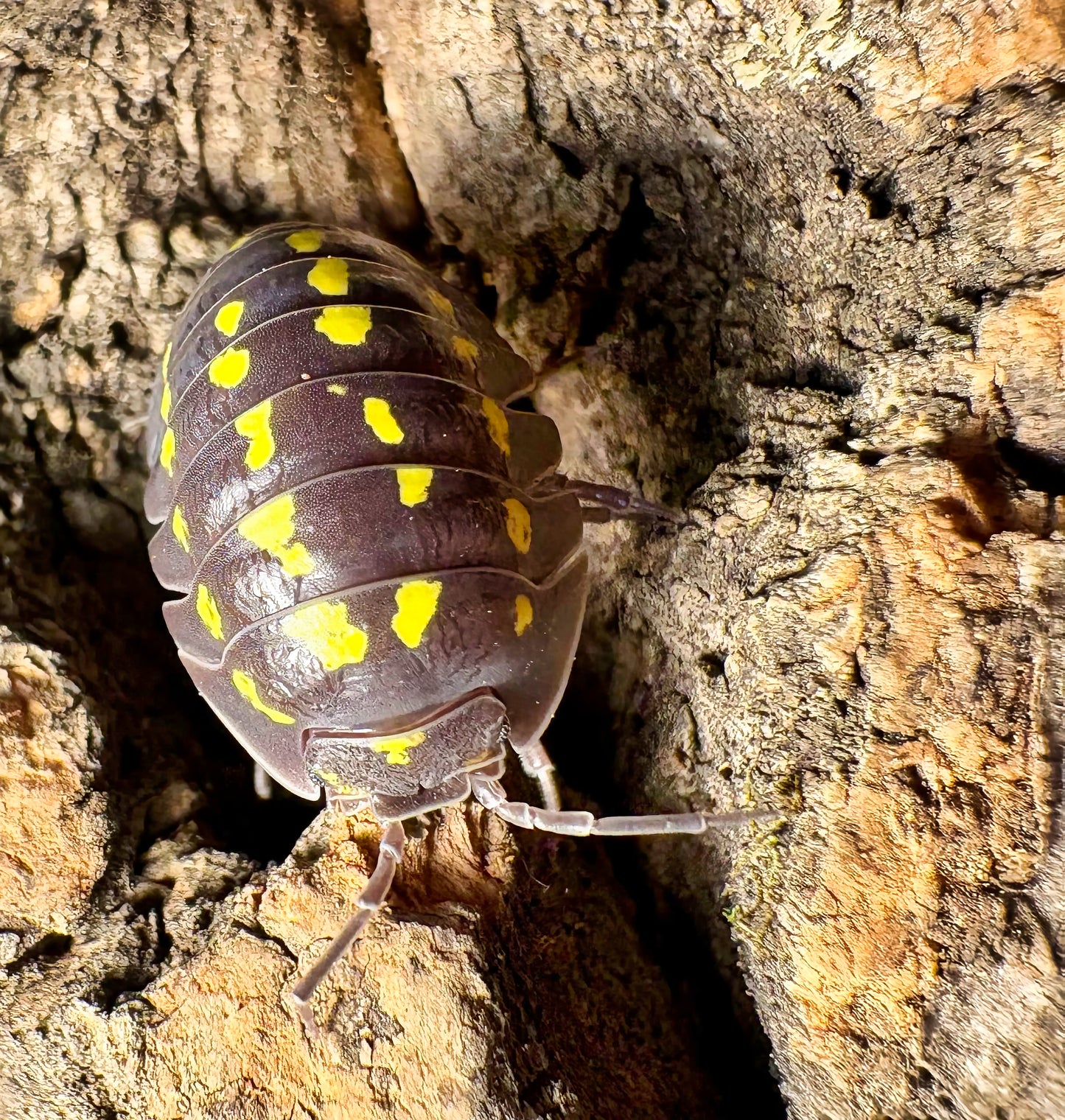 Armadillidium gestroi (yellow spotted isopod)