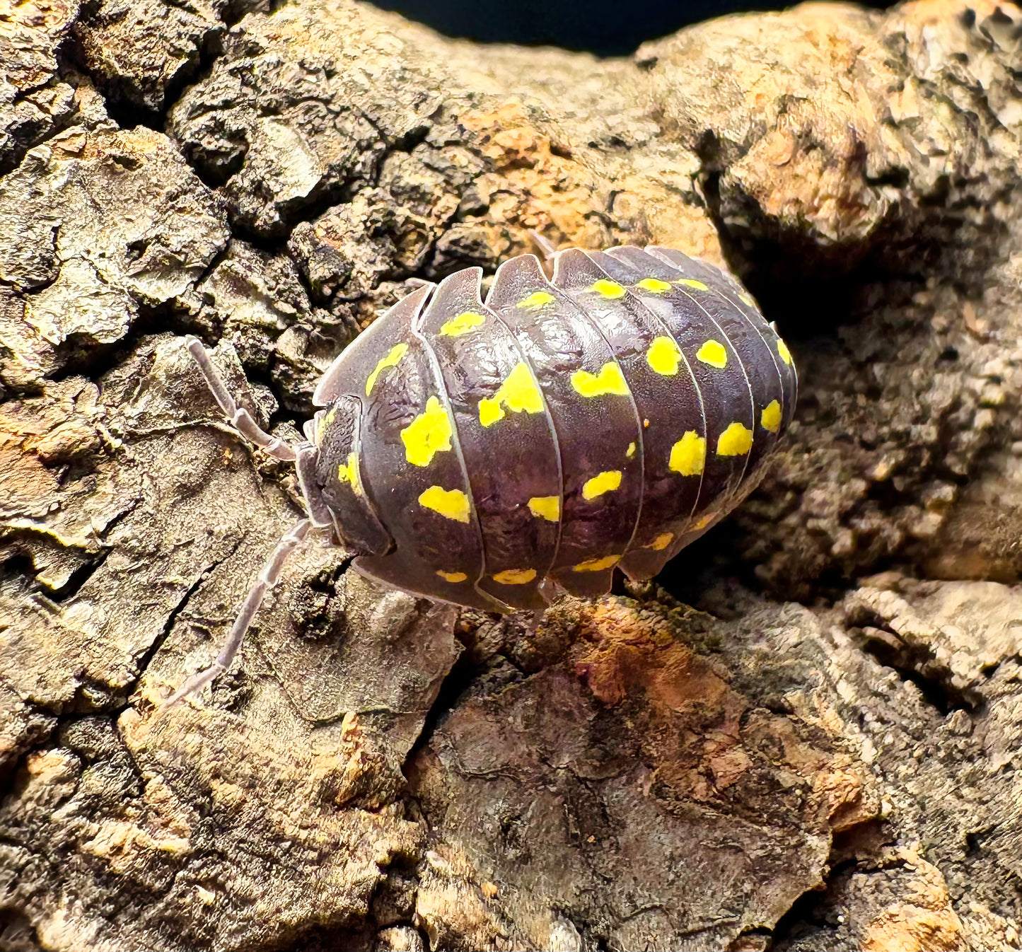 Armadillidium gestroi (yellow spotted isopod)