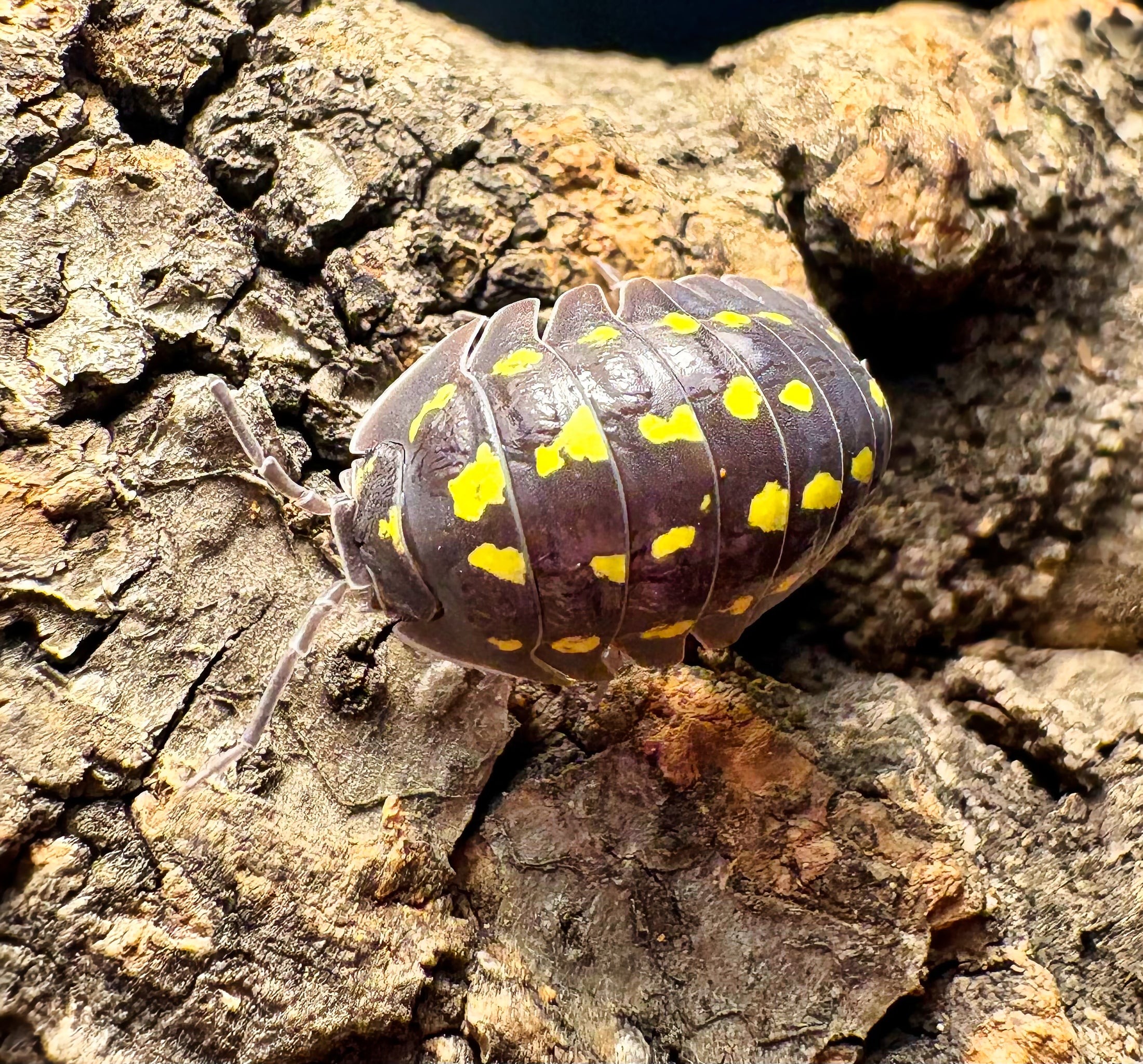 Armadillidium gestroi