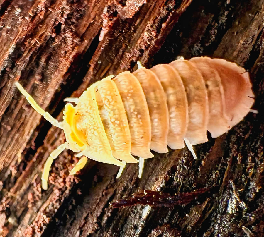 Armadillidium hauseni "Triceratops"