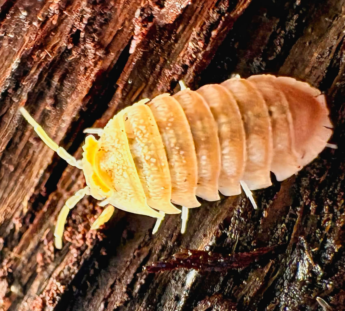 Armadillidium hauseni "Triceratops"
