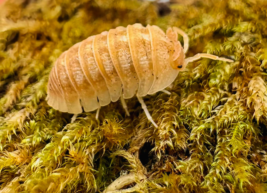 Armadillidium hauseni "Triceratops"