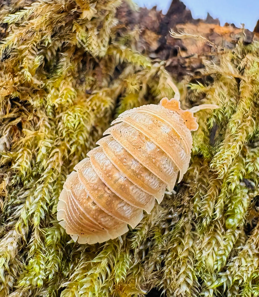 Armadillidium hauseni "Triceratops"