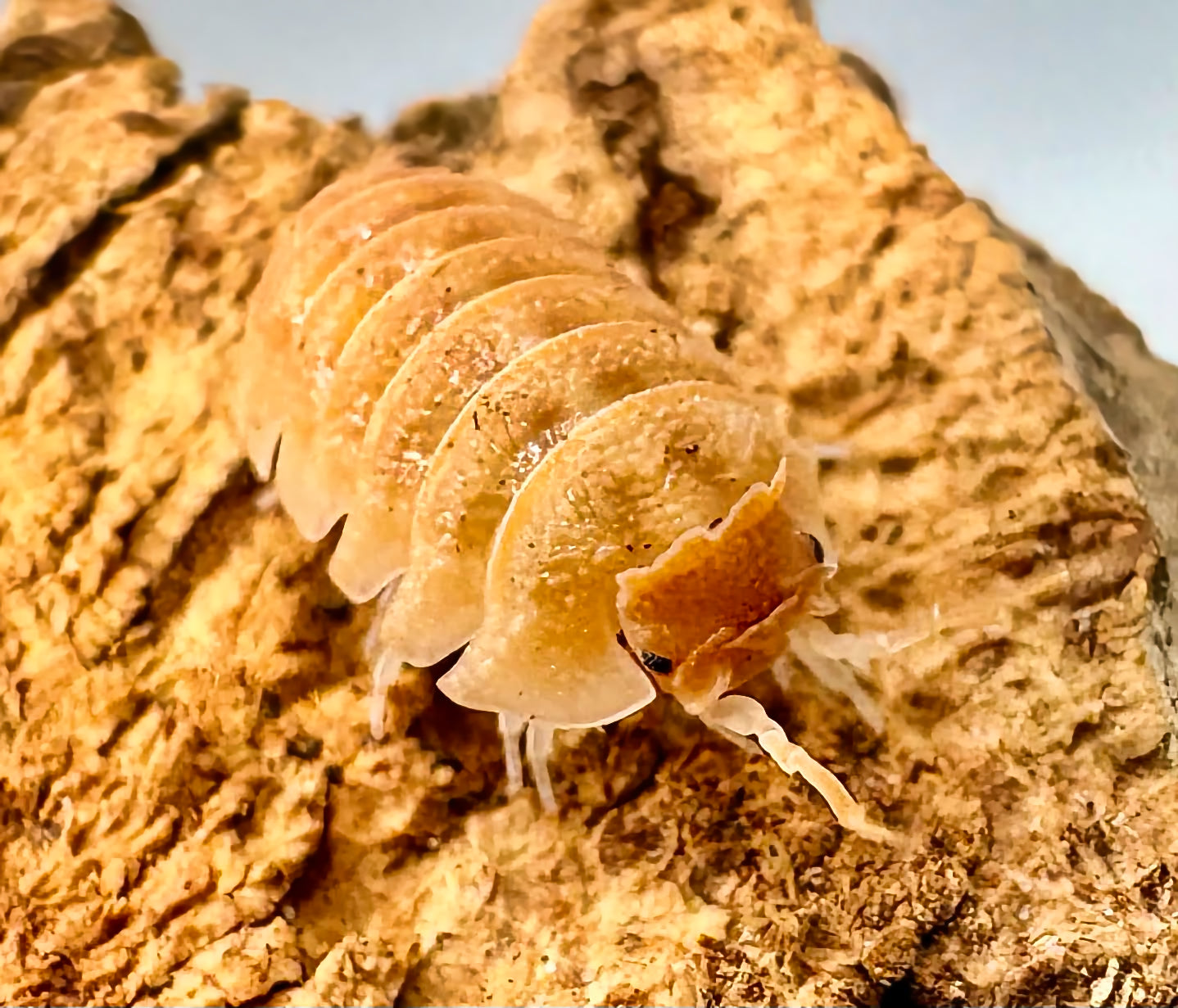 Armadillidium hauseni "Triceratops"
