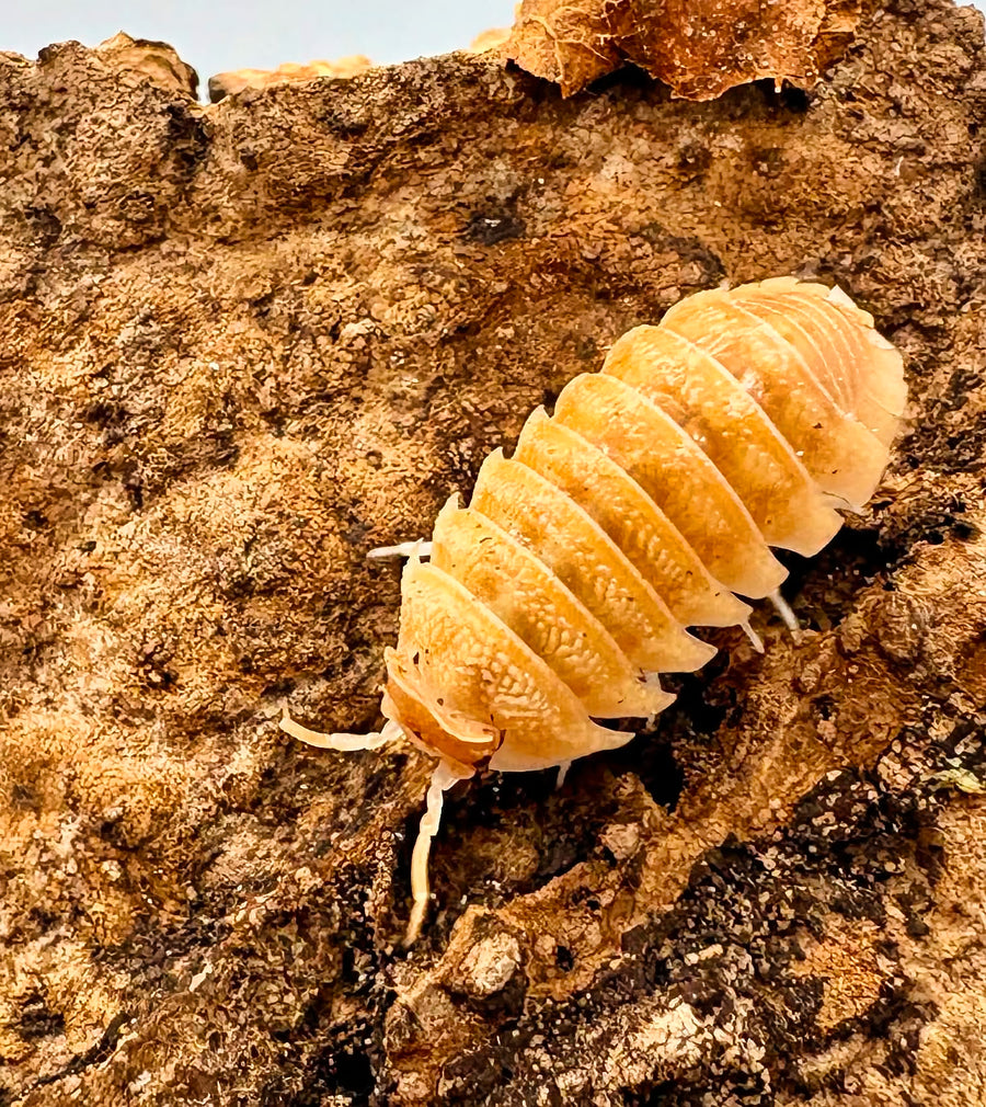 Armadillidium hauseni "Triceratops"