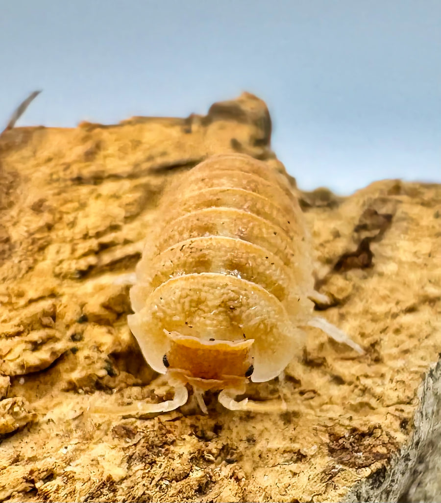 Armadillidium hauseni "Triceratops"