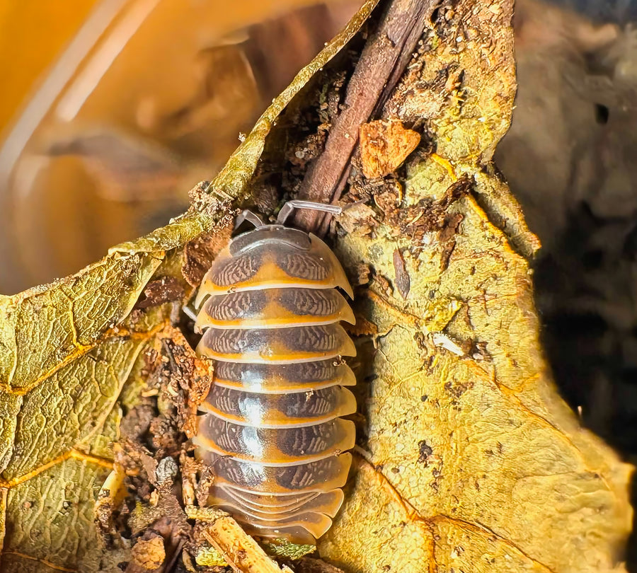 Armadillidium jerrentrupi