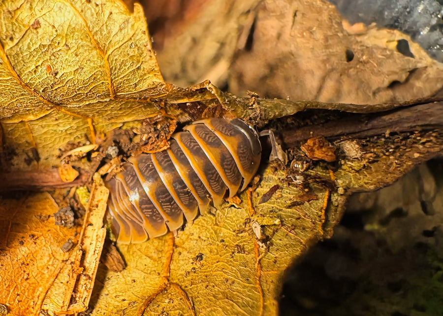 Armadillidium jerrentrupi