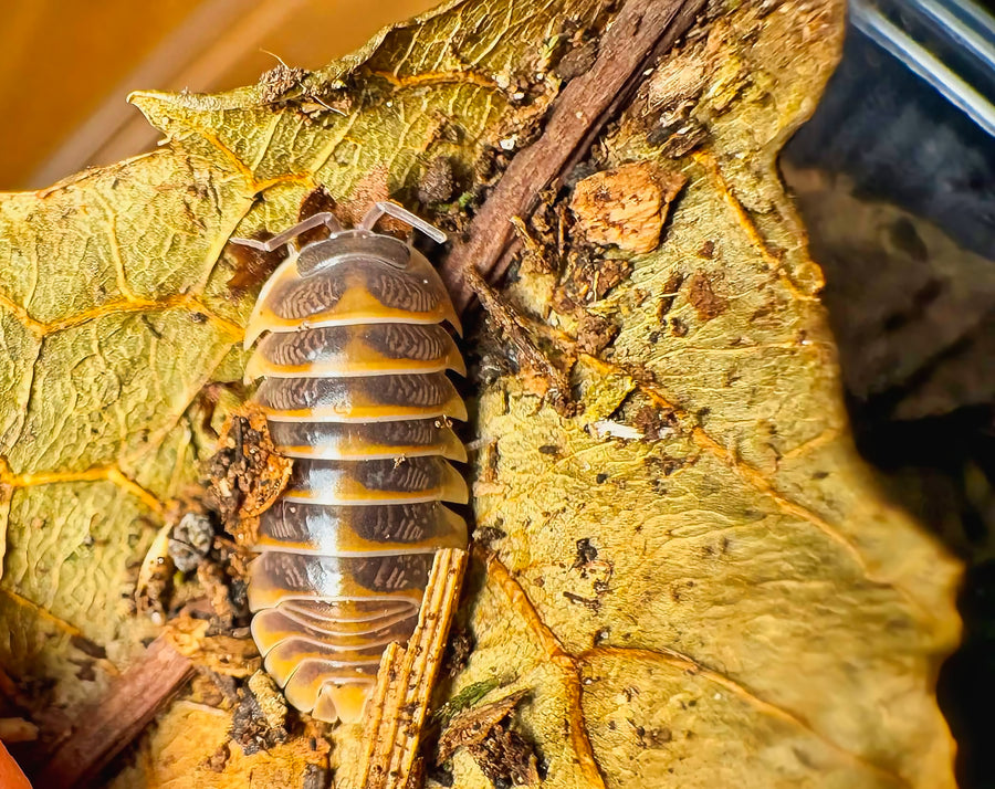 Armadillidium jerrentrupi