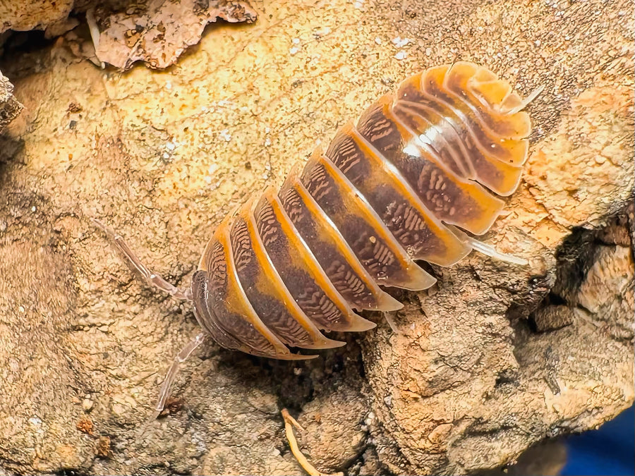 Armadillidium jerrentrupi