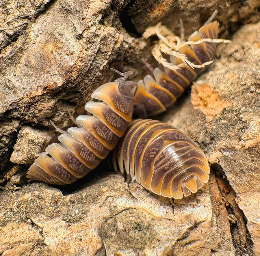 Armadillidium jerrentrupi
