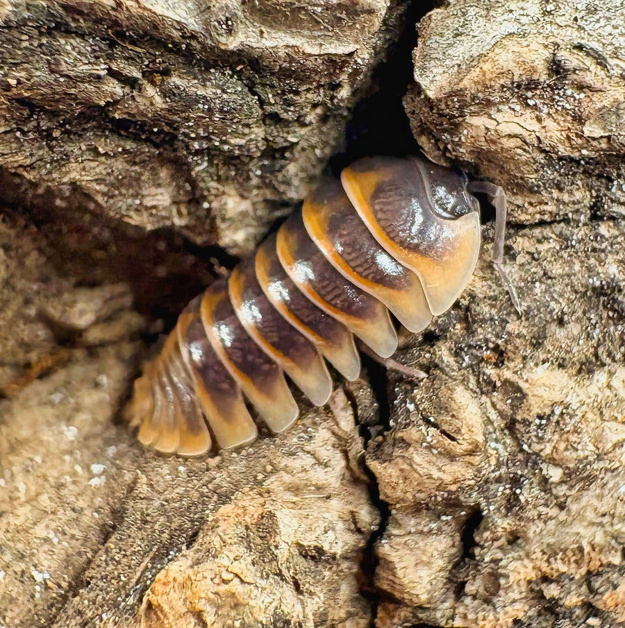 Armadillidium jerrentrupi