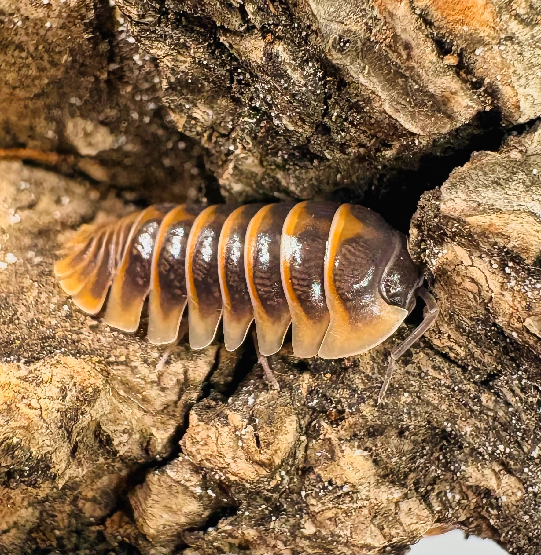 Armadillidium jerrentrupi