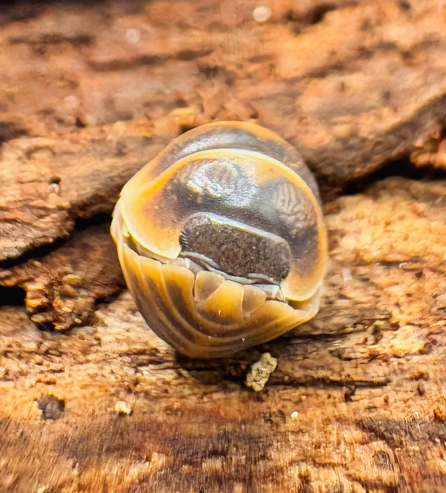 Armadillidium jerrentrupi