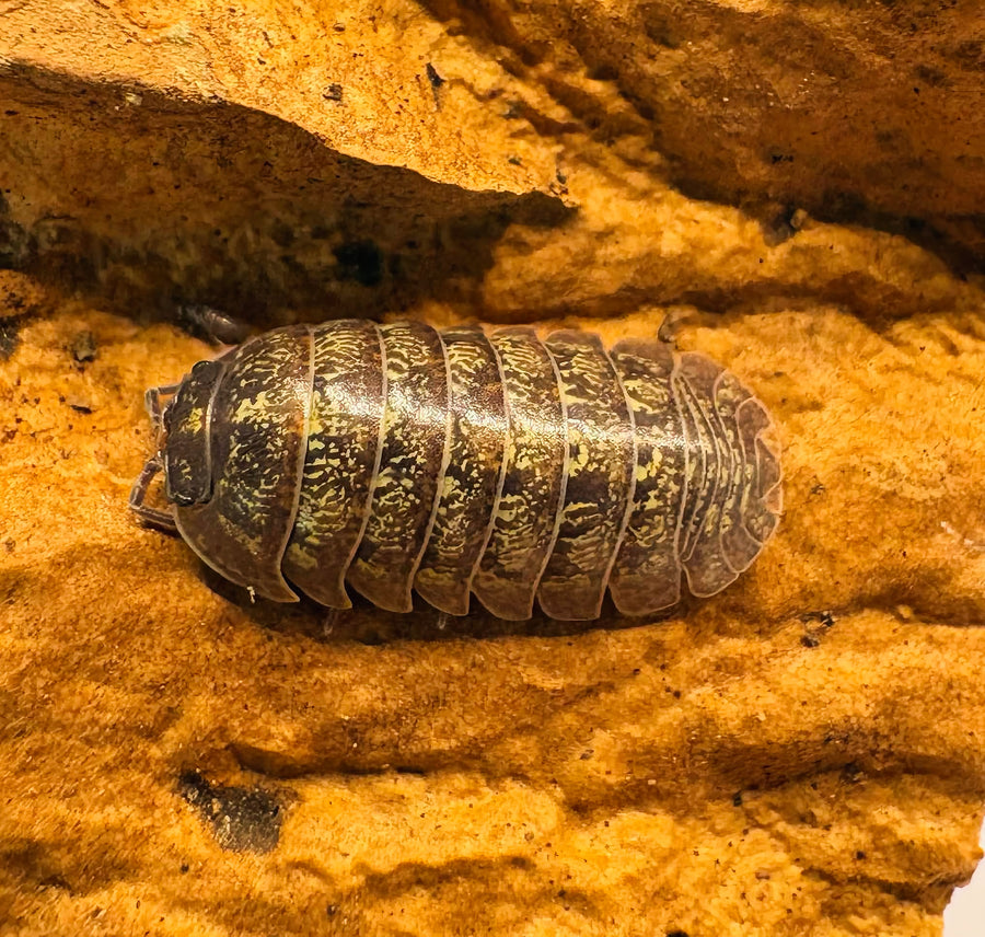 Armadillidium sordidum