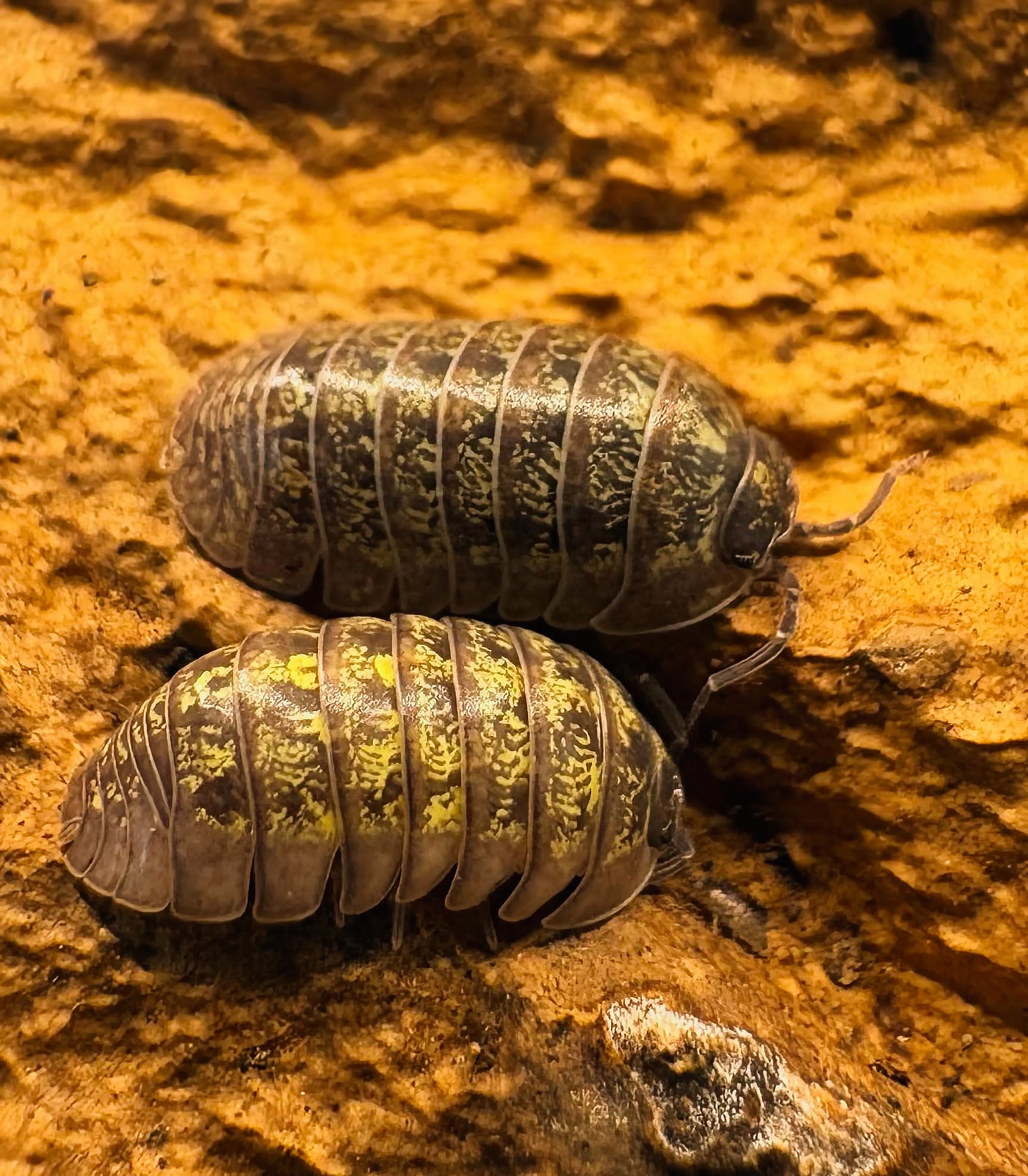 Armadillidium sordidum