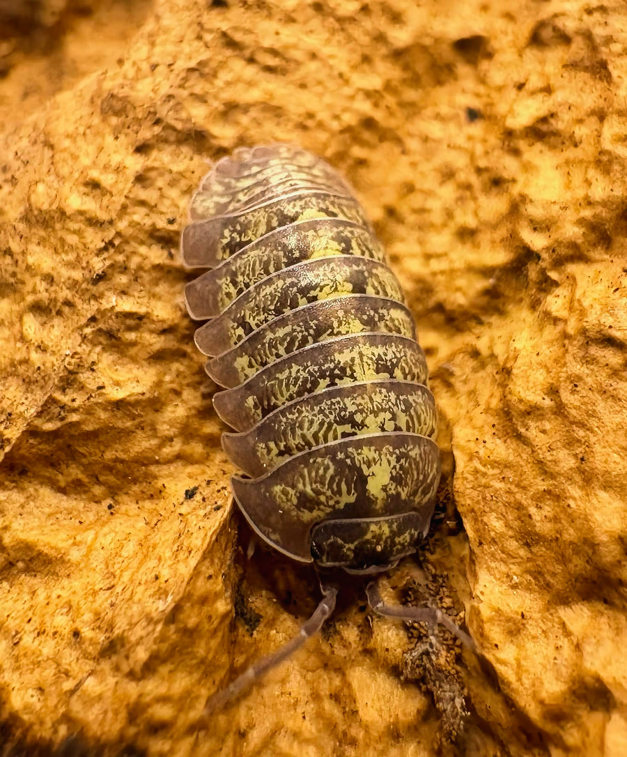 Armadillidium sordidum