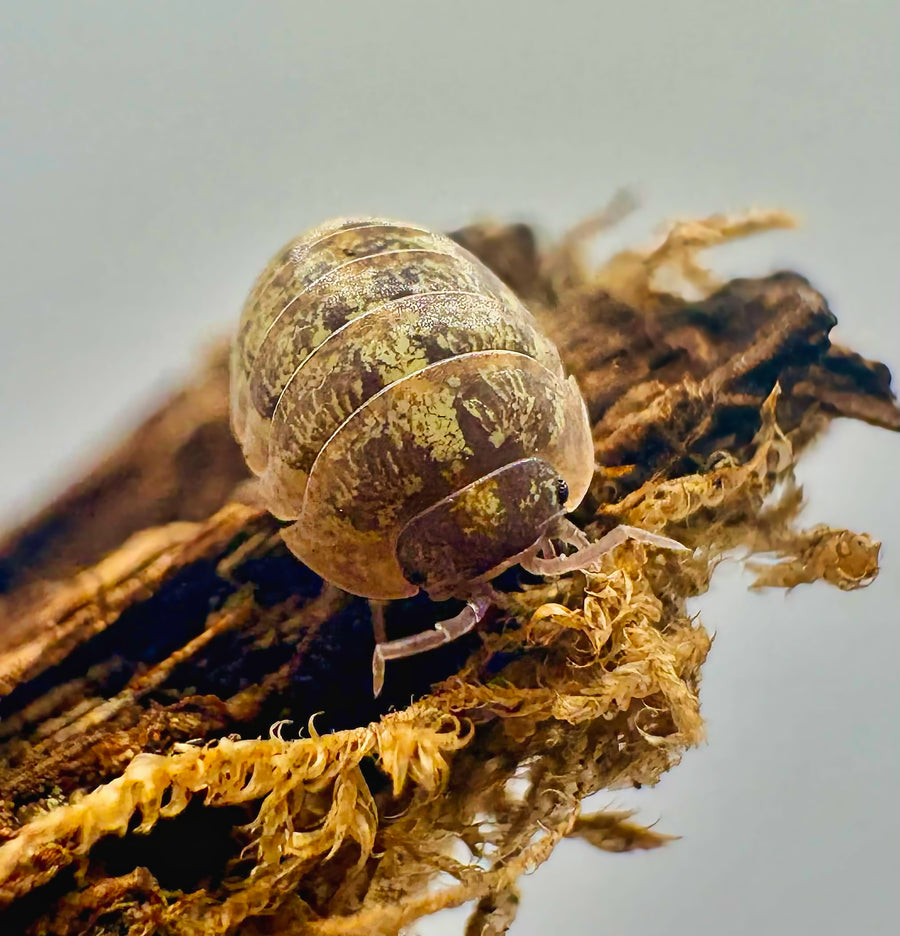 Armadillidium sordidum