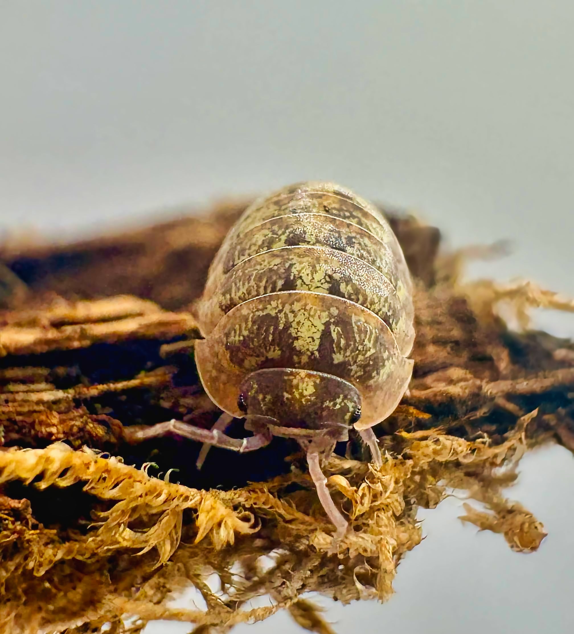 Armadillidium sordidum