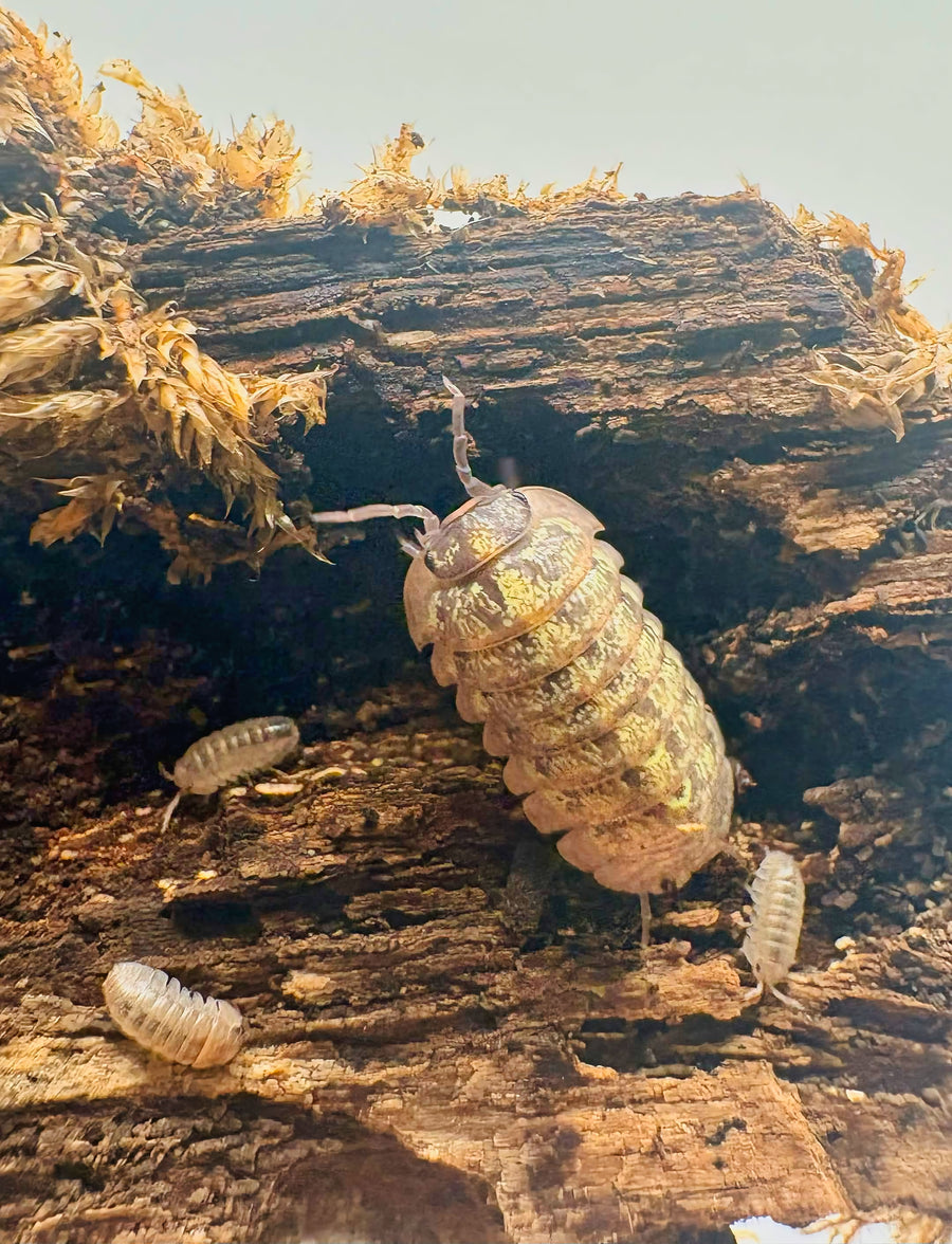 Armadillidium sordidum