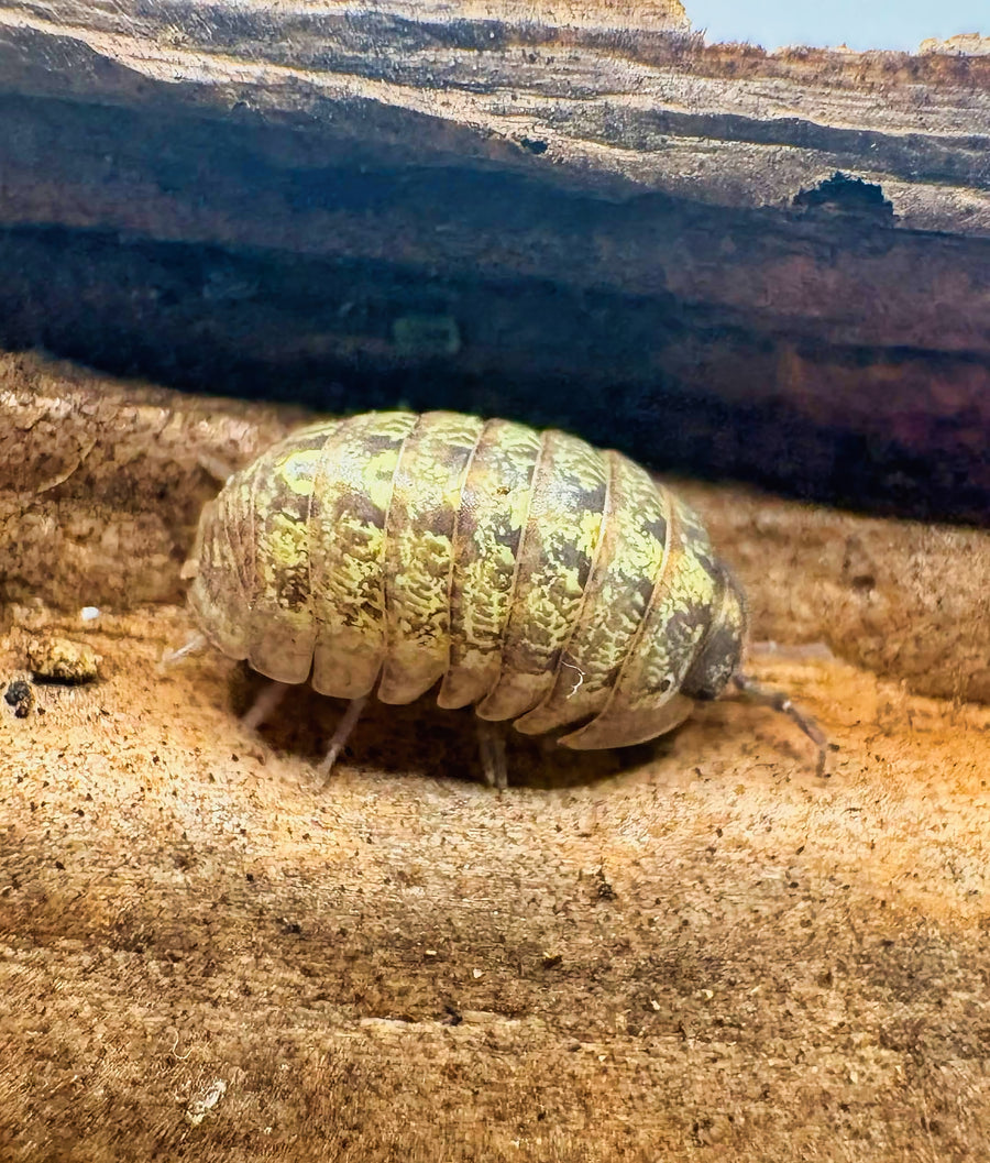 Armadillidium sordidum