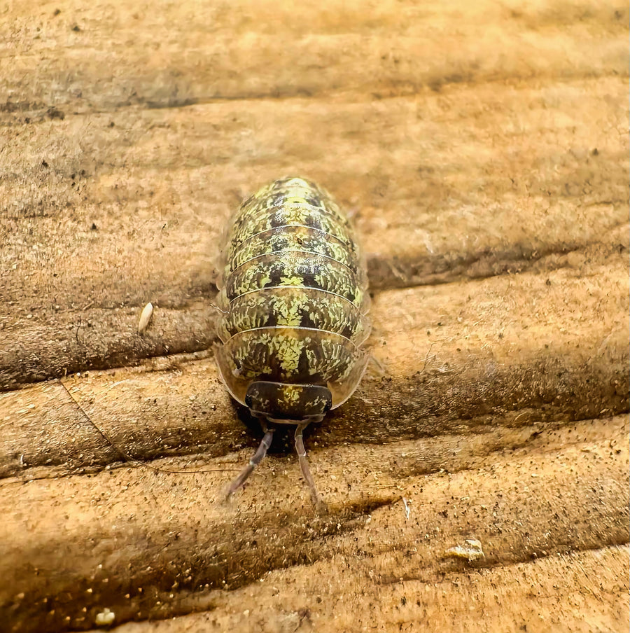 Armadillidium sordidum