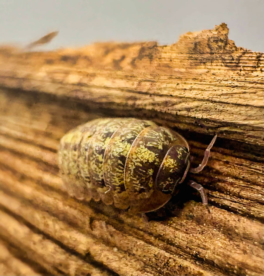 Armadillidium sordidum