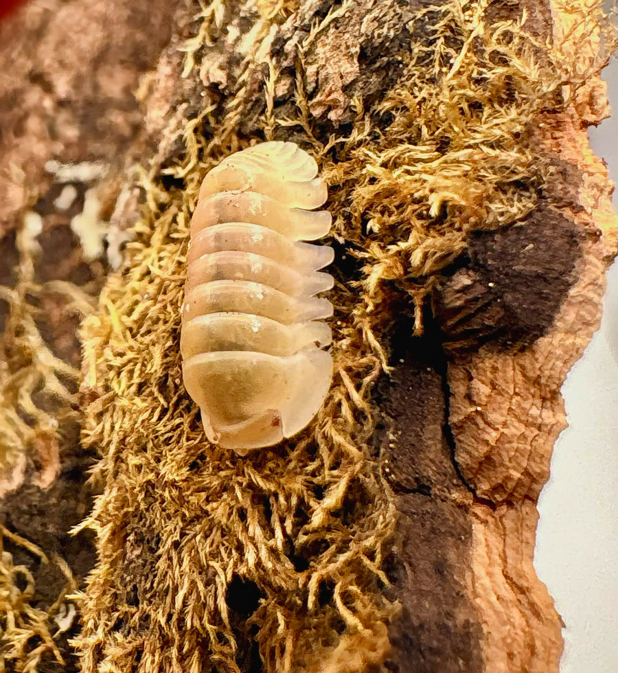 Cubaris sp "Albino Ducky"