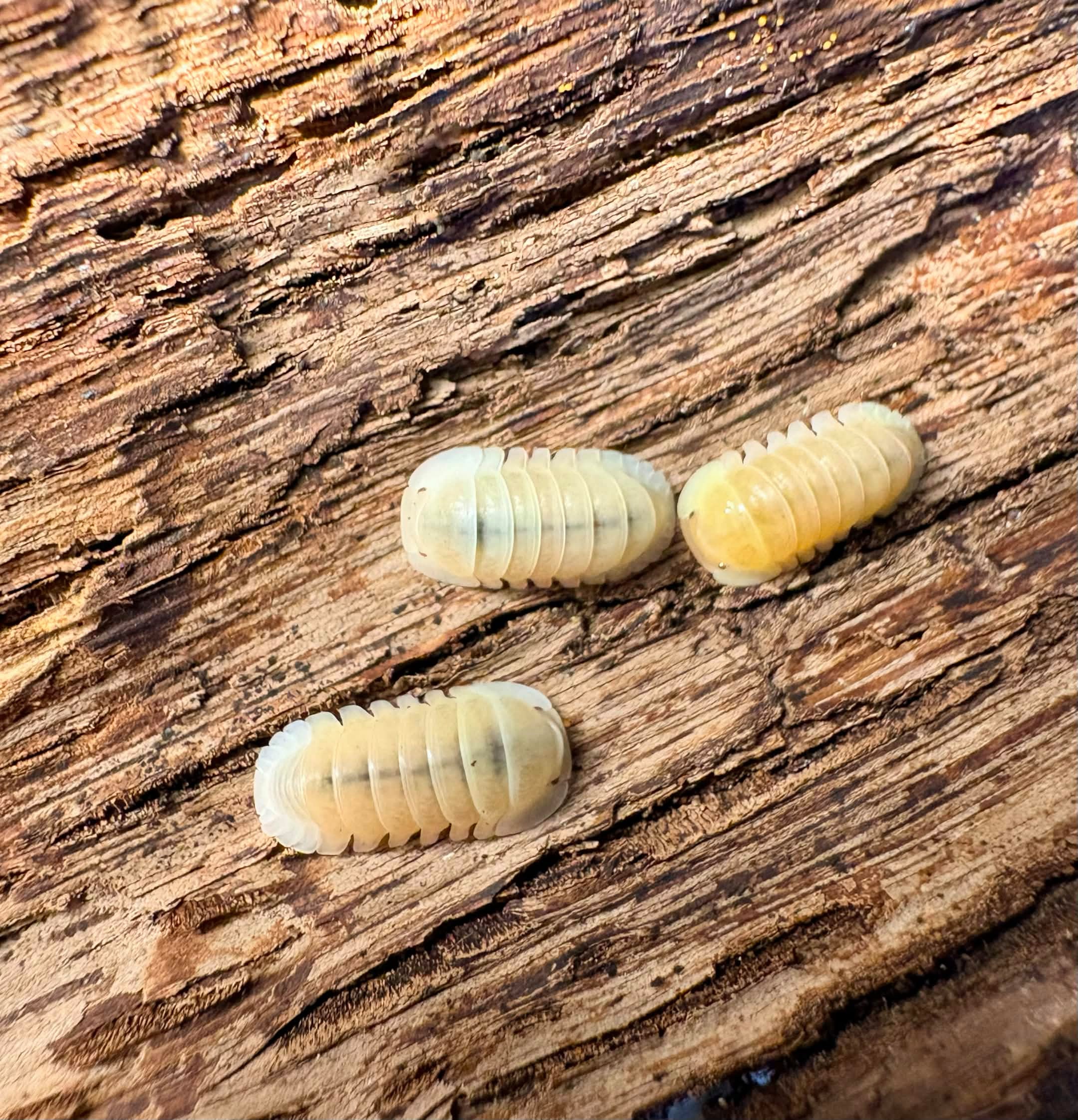 Cubaris sp "Albino Ducky"