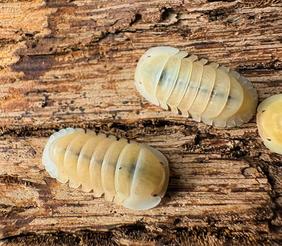Cubaris sp "Albino Ducky"