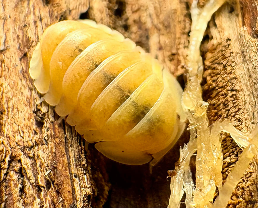Cubaris sp "Albino Ducky"