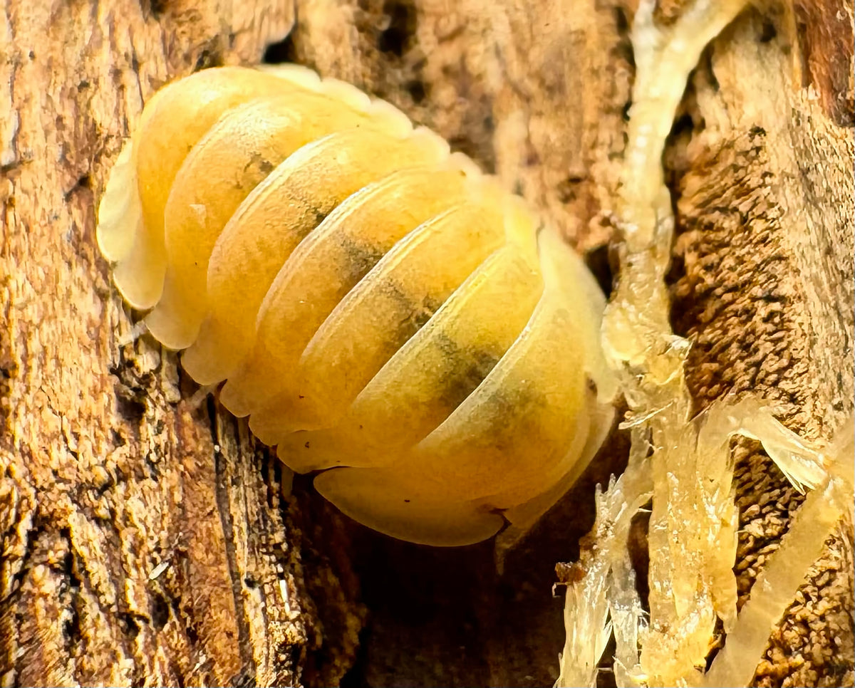 Cubaris sp "Rubber Ducky Albino"