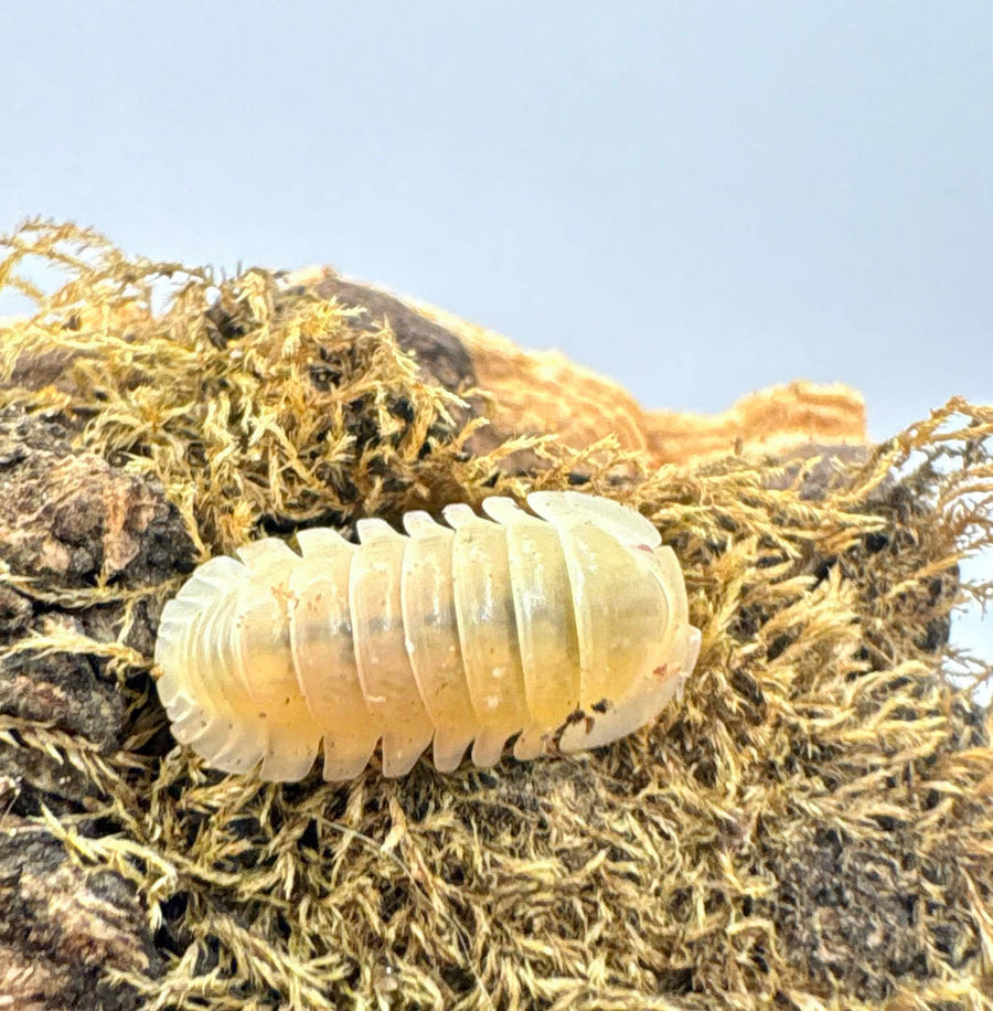 Cubaris sp "Albino Ducky"